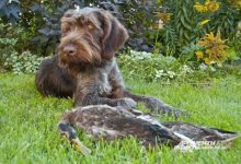 Photo of Перспективы развития охоты с собаками