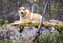 Photo of Охота с лайкой: особенности тренировки