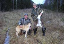 Photo of Охота с гончими: особенности