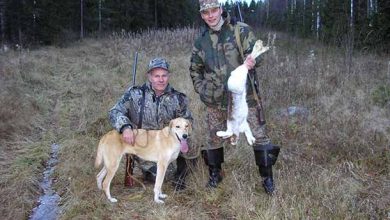 Photo of Охота с гончими: особенности