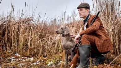 Photo of Охотничьи собаки: их роль и задачи