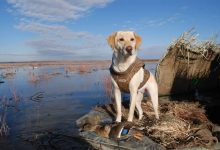 Photo of Подготовка собаки к охоте