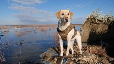 Photo of Подготовка собаки к охоте