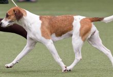 Photo of Популярные виды охоты с собаками