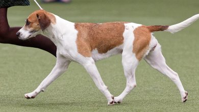 Photo of Лучшие породы для охоты