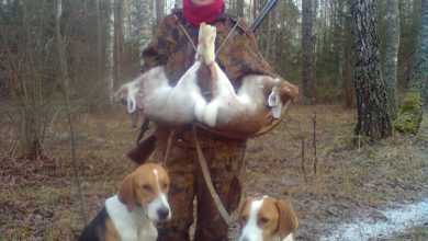 Photo of Роль этики в охотничьей деятельности