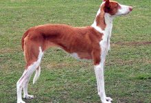 Photo of Собаки-охотники: как выбрать подходящего партнера