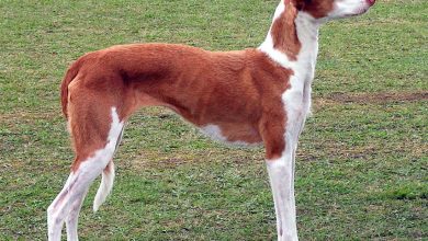Photo of Собаки-охотники: как выбрать подходящего партнера