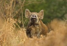 Photo of Баланс между дичью и дикими