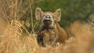 Photo of Баланс между дичью и дикими