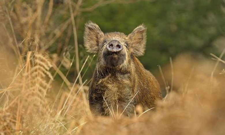 Photo of Баланс между дичью и дикими