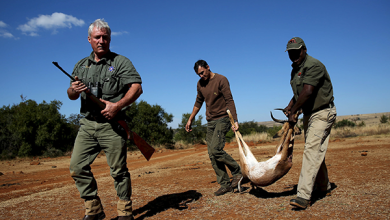 Photo of Влияние охоты на дикую природу