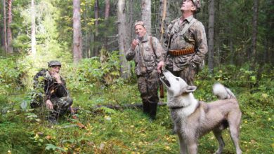 Photo of Охотничьи собаки: секреты успешной охоты