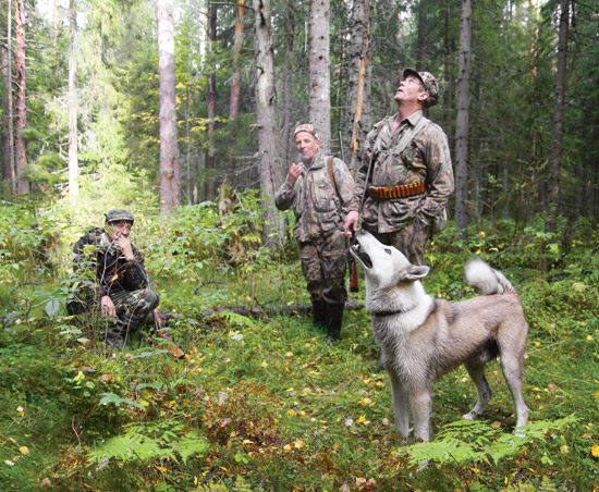 Photo of Охотничьи собаки: секреты успешной охоты