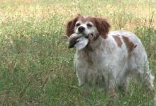 Photo of Собаки-охотники: их обучение