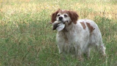Photo of Собаки-охотники: их обучение