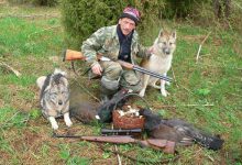 Photo of Охота с собаками: традиции и современность